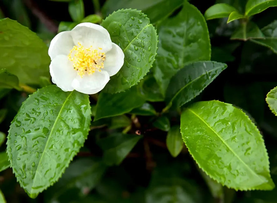 Camellia Sinensis leaf extract