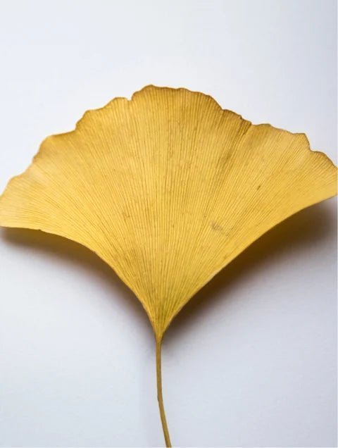 The Antioxidant Ginkgo Gel Booster - The Zest