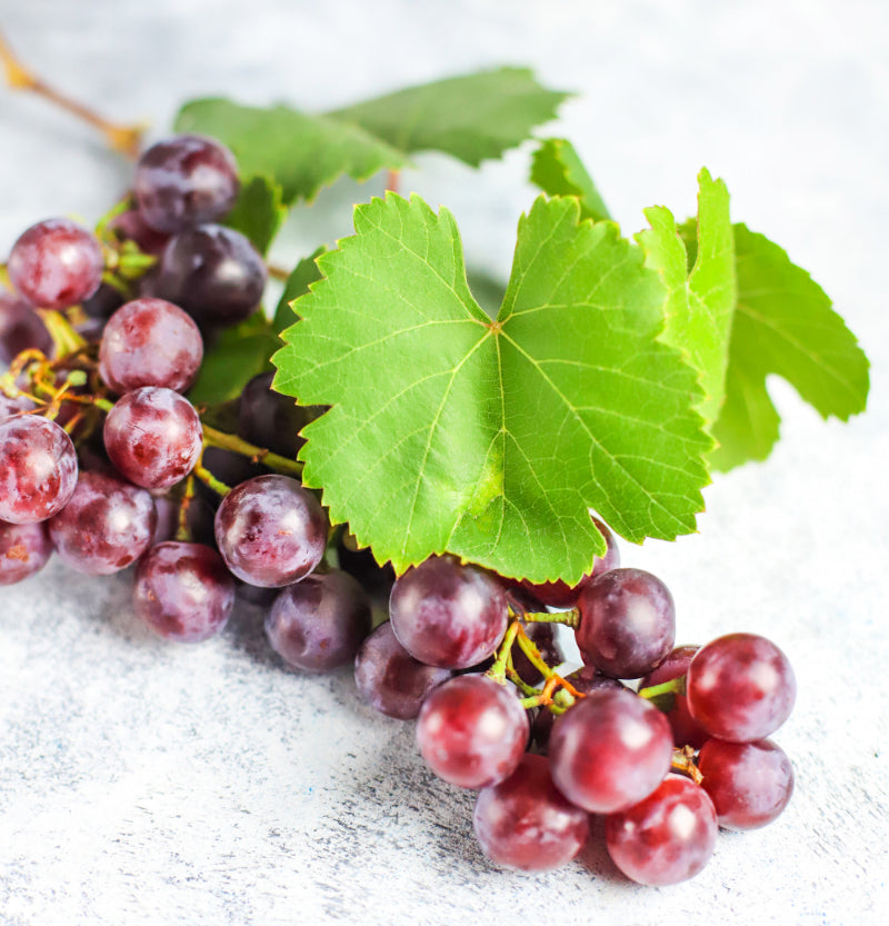 Grape Leaf Extract