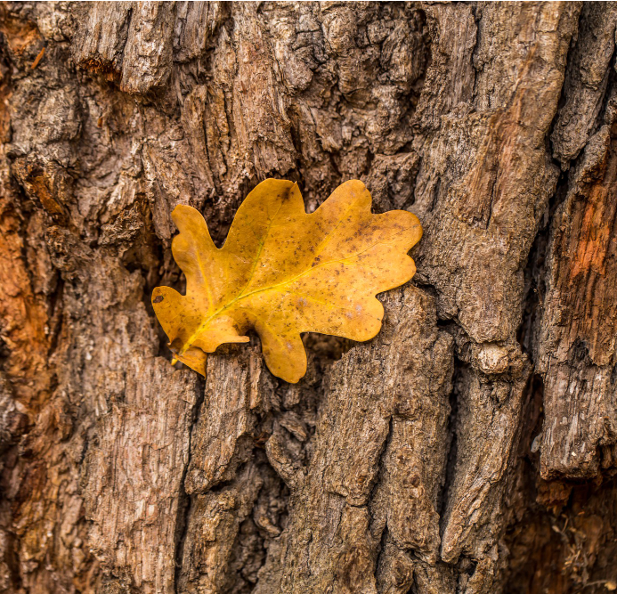 Quercus Robur bark extract