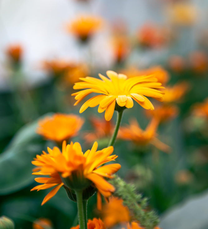 Calendula Extract