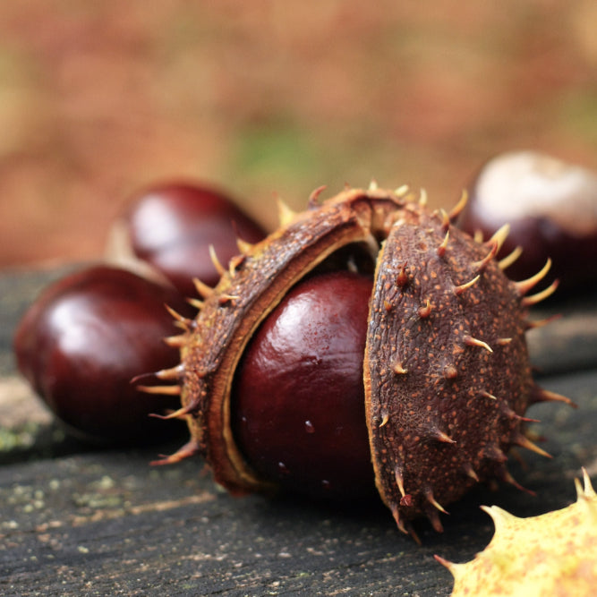 Horse chestnut extract